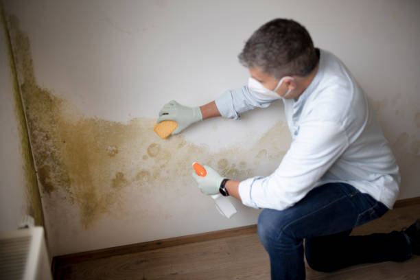 Mold Odor Removal Services in Bunker Hill Village, TX