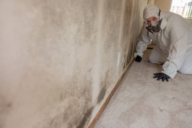 Best Basement Mold Removal  in Bunker Hill Village, TX